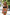 Swimsuit two piece Marko - CELIA MODA