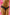 Panties Wolbar - CELIA MODA