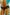 Panties Wolbar - CELIA MODA