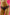 Panties Wolbar - CELIA MODA