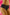 Panties Wolbar - CELIA MODA