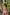 Swimsuit two piece Marko - CELIA MODA