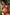 Swimsuit two piece Marko - CELIA MODA