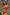 Swimsuit two piece Marko - CELIA MODA