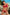 Swimsuit two piece Marko - CELIA MODA
