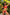 Swimsuit two piece Marko - CELIA MODA